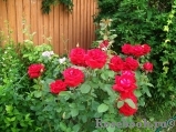 irga_ltd irga_ltd