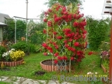 Amur