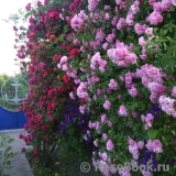cherry2172 cherry2172