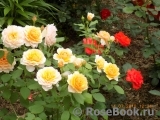 olena58