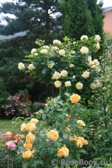Fan_of_roses