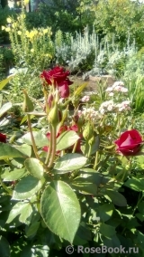 lawanda56
