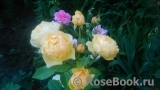 ines_sa