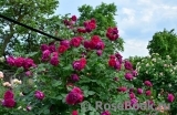 flowerpark