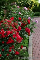 flowerpark