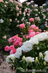 flowerpark