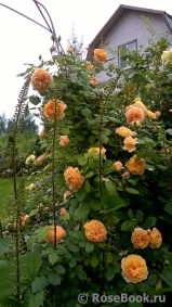 victoriua