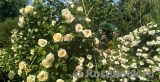 Anna_2