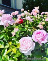 Olgaroses Olgaroses