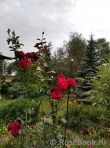 ElenaVictorovna