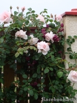 rosemarin rosemarin