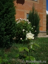 Sova