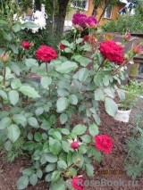 genovefa30