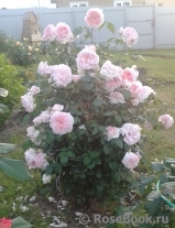 Nata73