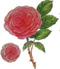 recurvingrosette.jpg